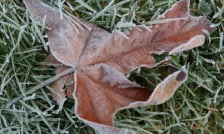 Frosty maple leaf