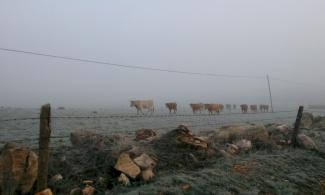 Herd of cows in the fog.